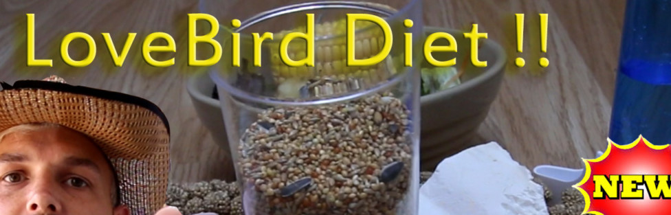 Best Lovebird Diet